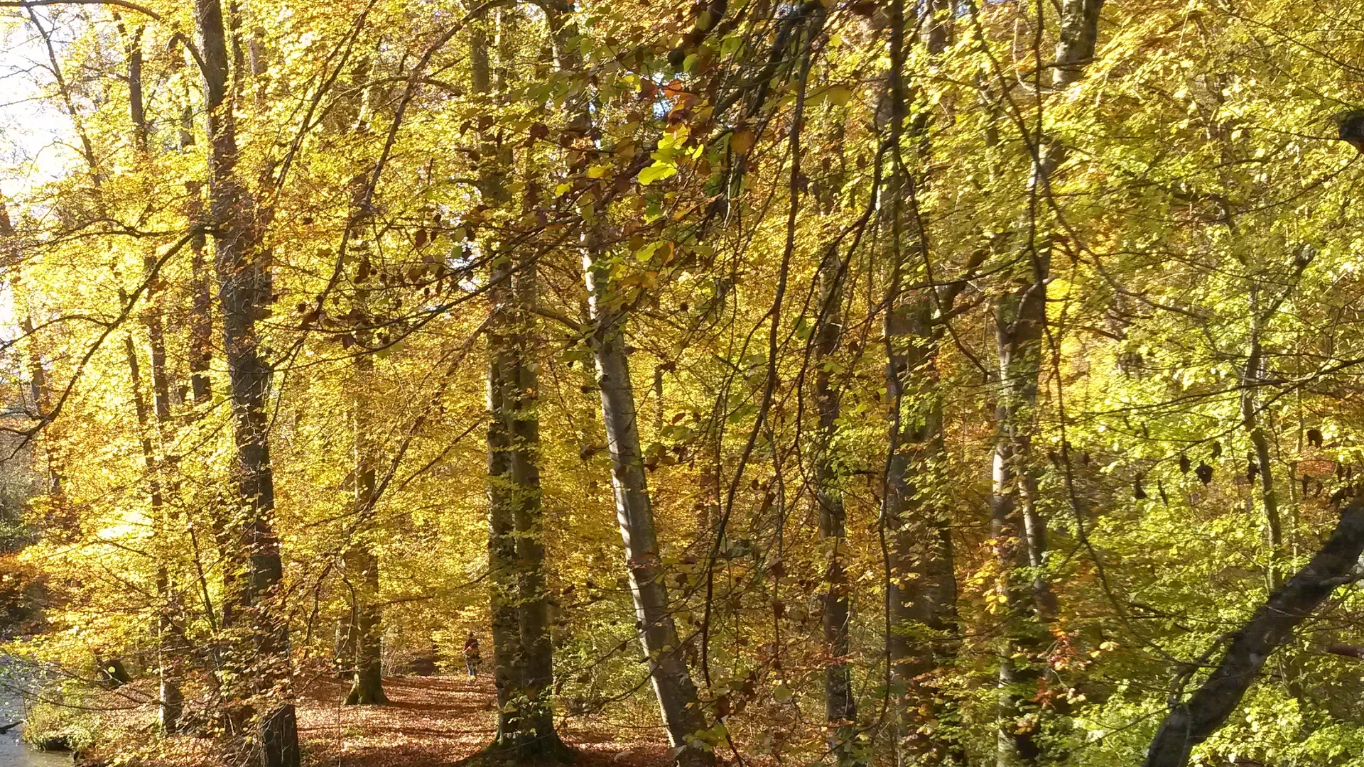 Waldlandschaft mit dichtem Baumbestand