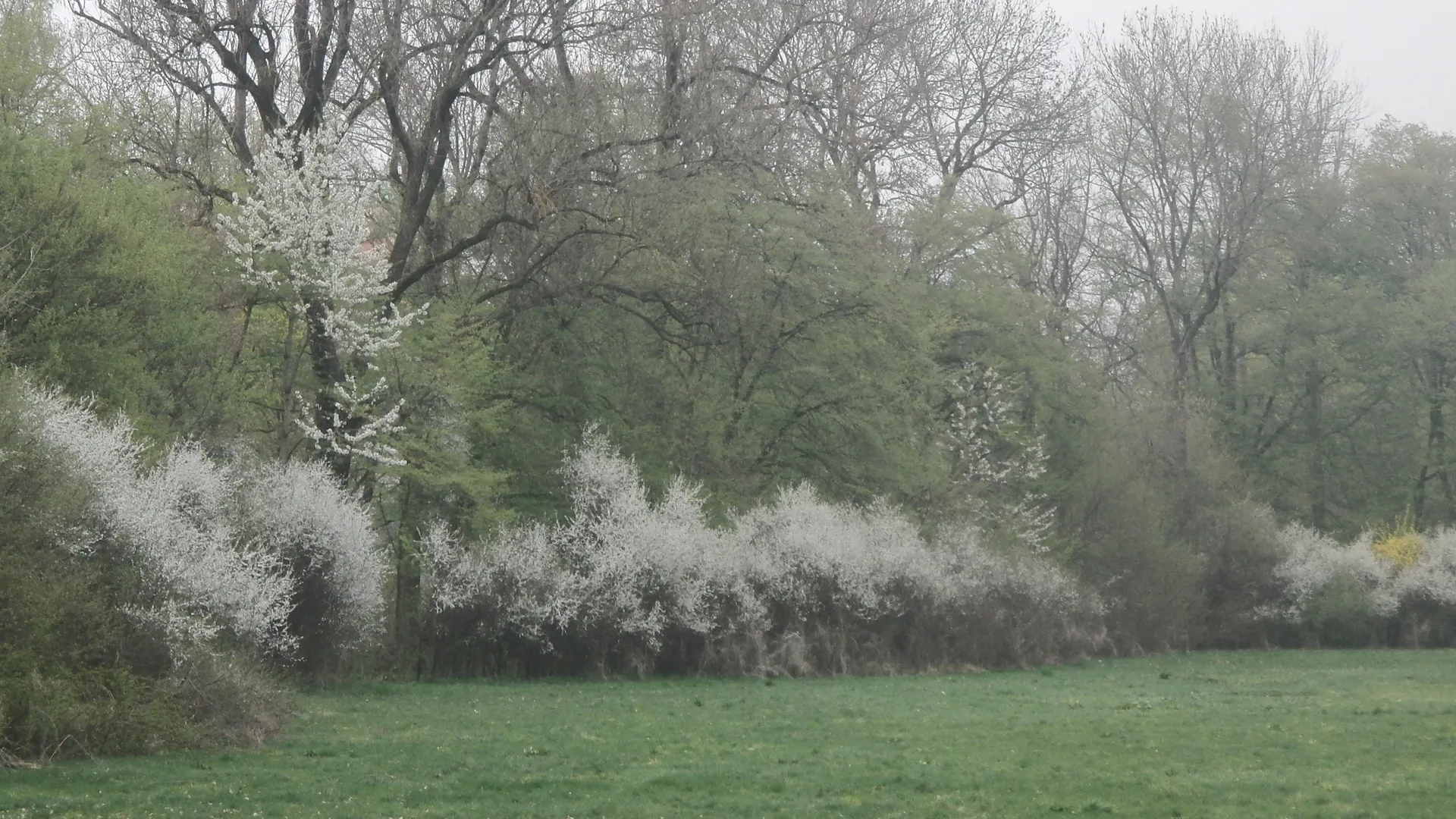 Heckenlandschaft mit Sträuchern