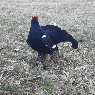 Birkhahn