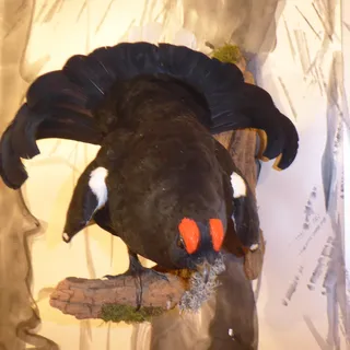 Birkhahn