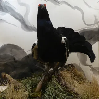 Birkhahn
