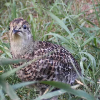 Birkhuhnküken