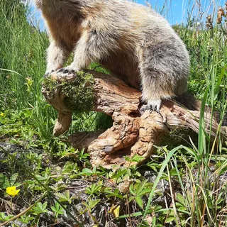 Murmel