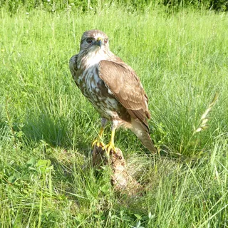 Bussard