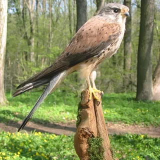 Falke