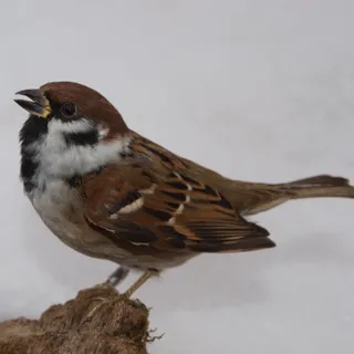 Feldsperling