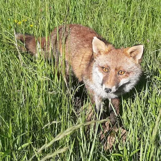 Fuchs