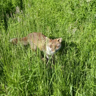 Fuchs