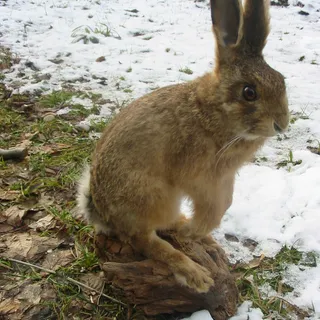 Hase