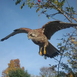 Turmfalke