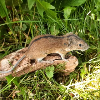 Brandmaus