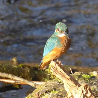 Eisvogel