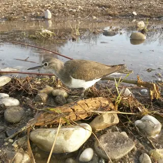 Flussuferläufer