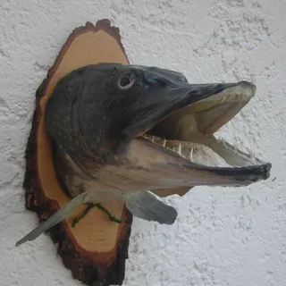 Hecht