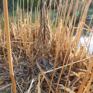 Rohrdommel