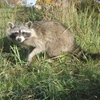 Waschbär