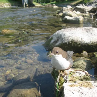 Wasseramsel