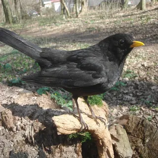 Amsel