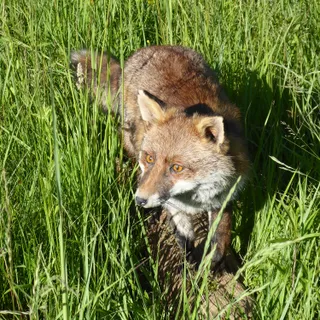 Fuchs