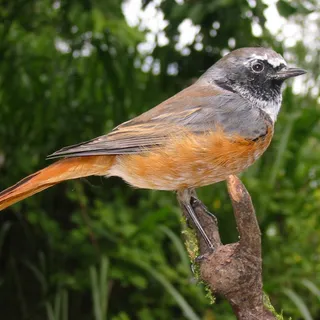 Gartenrotschwanz