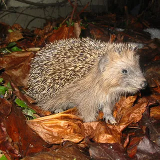 Igel