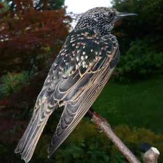 Mäuse
