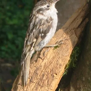 Baumläufer