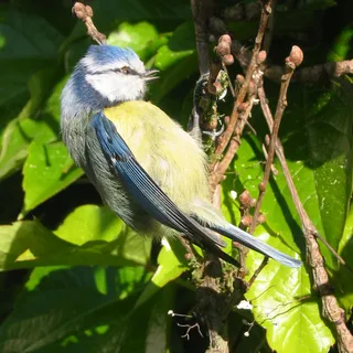 Blaumeise