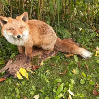 Fuchs
