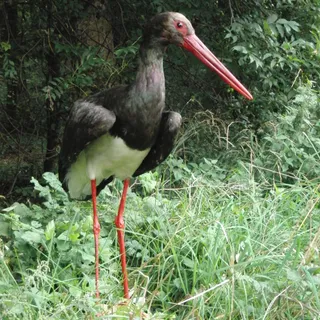 Schwarzstorch