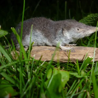 Spitzmaus