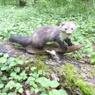 Steinmarder