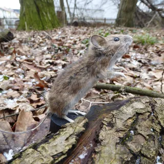 Waldmaus