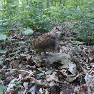 Waldschnepfe