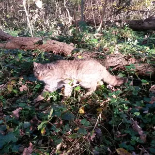 Wildkatze