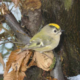 Wintergoldhähnchen